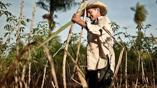 Caña de azúcar: Congreso aprueba ley para regular la quema del cultivo