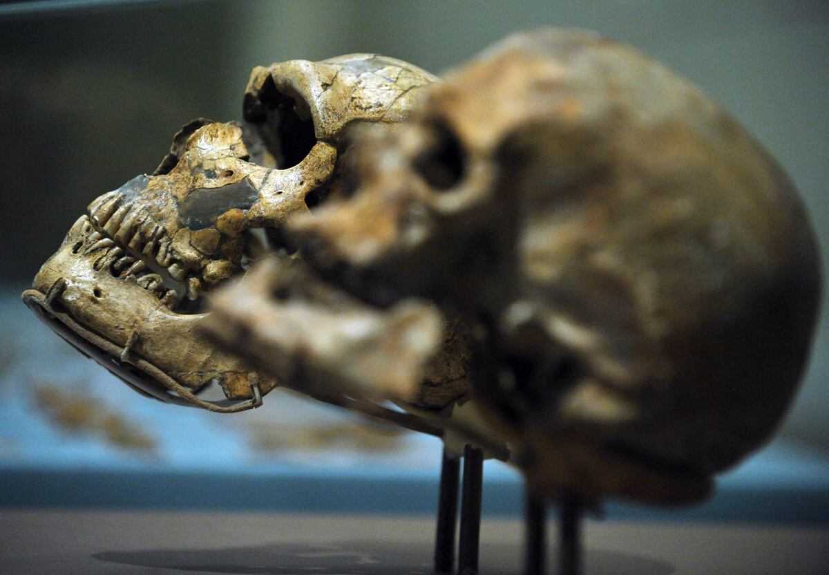 Este trabajo ha permitido demostrar que mientras en el resto de Europa el Homo sapiens -hace 15,000 años- basaba su dieta en el reno o el bisonte. (Foto: Mandel Ngan | AFP)