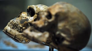 Homo sapiens ya mostró gusto por el marisco y el pescado hace 15,000 años