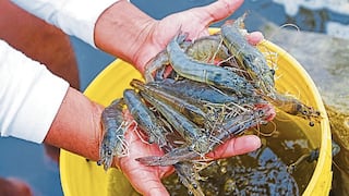 Gobierno extiende temporada de pesca de camarón de río hasta el 2 de enero del 2026