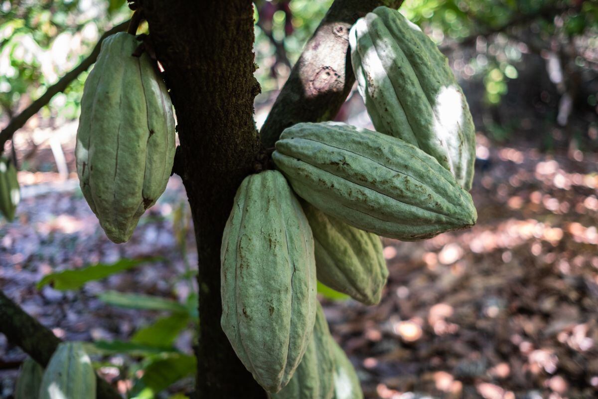 Los frutos de Theobroma cacao crecen en un árbol en una granja en Ticul, estado de Yucatán, México, el domingo 2 de febrero de 2020. Foto: Bloomberg
