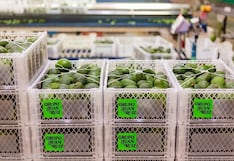 De Chincha a Asia: Grupo Juan Ruiz impulsa palta todo el año y prueba con arándano