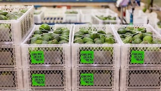 De Chincha a Asia: Grupo Juan Ruiz impulsa palta todo el año y prueba con arándano