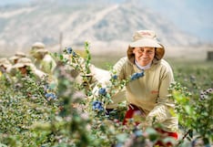 El Niño recorta la fruta, pero Danper acelera: 800 hectáreas de uva y ruta a Asia