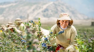 El Niño recorta la fruta, pero Danper acelera: 800 hectáreas de uva y ruta a Asia