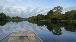 Más de 120,000 hectáreas de bosques desaparecen en la Amazonía peruana cada año