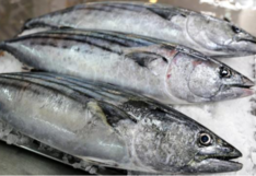 Produce establece veda de bonito hasta el 28 de noviembre