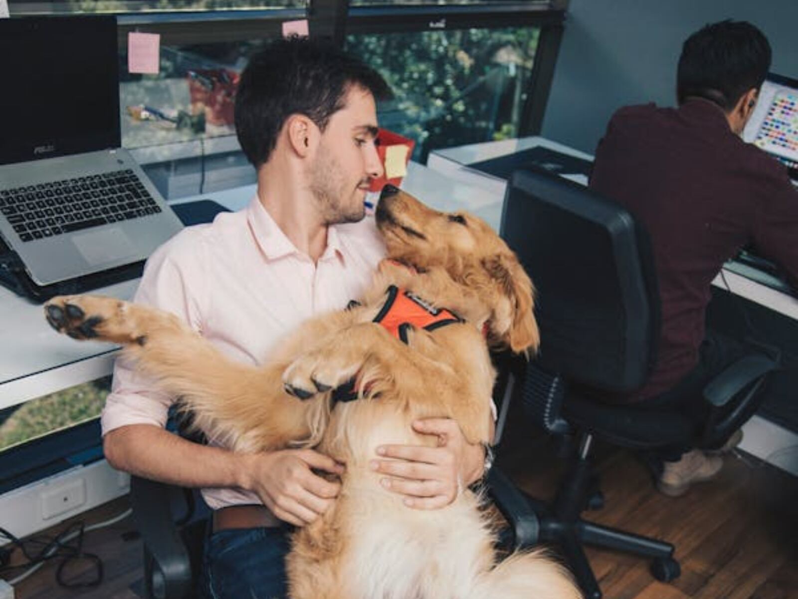Siempre debes consultar en tu trabajo si se puede celebrar el Día de llevar al perro al trabajo (Foto: Pexels)