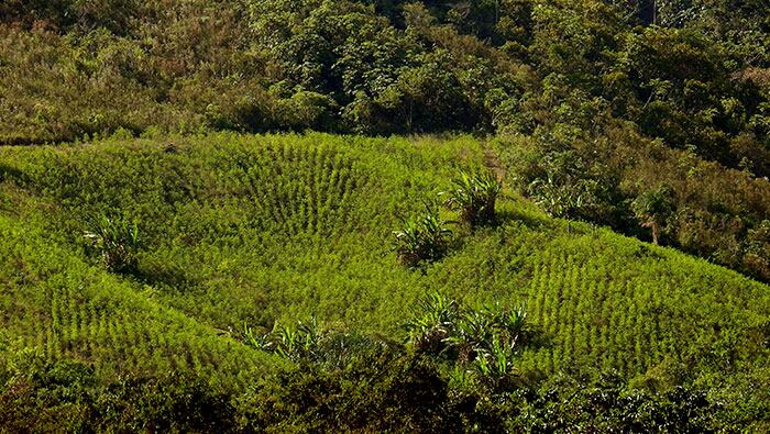 De 13 departamentos monitoreadas presentan una disminución de cultivo de hoja de coca, Ucayali en 2,310 hectáreas, Loreto en 1,354, Cusco en 908, Pasco en 556.