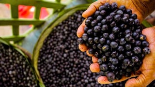 Firma del Grupo Virú busca aumentar oferta de palmito y acaí para responder exportaciones