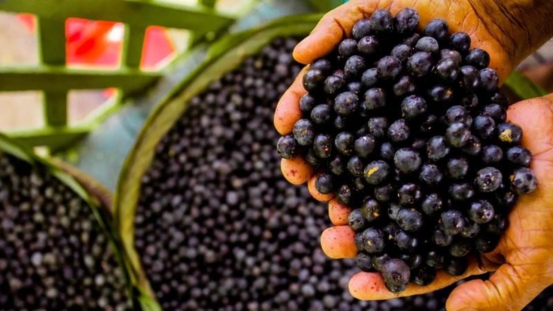 El acaí es una baya pequeña de color morado oscuro, originaria de las palmeras de la selva amazónica. (Foto: Difusión)