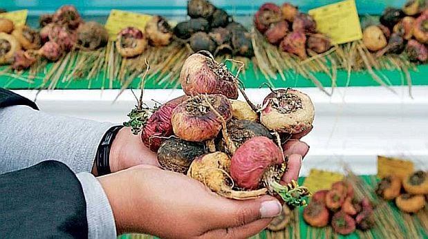 Congreso aprueba tratado que protege recursos genéticos y conocimientos ancestrales. Foto: El Peruano
