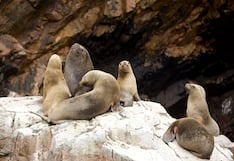 En Ica activan vigilancia por muerte inusual de lobos marinos en áreas naturales protegidas