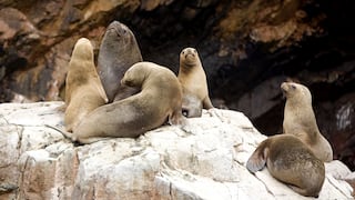 En Ica activan vigilancia por muerte inusual de lobos marinos en áreas naturales protegidas