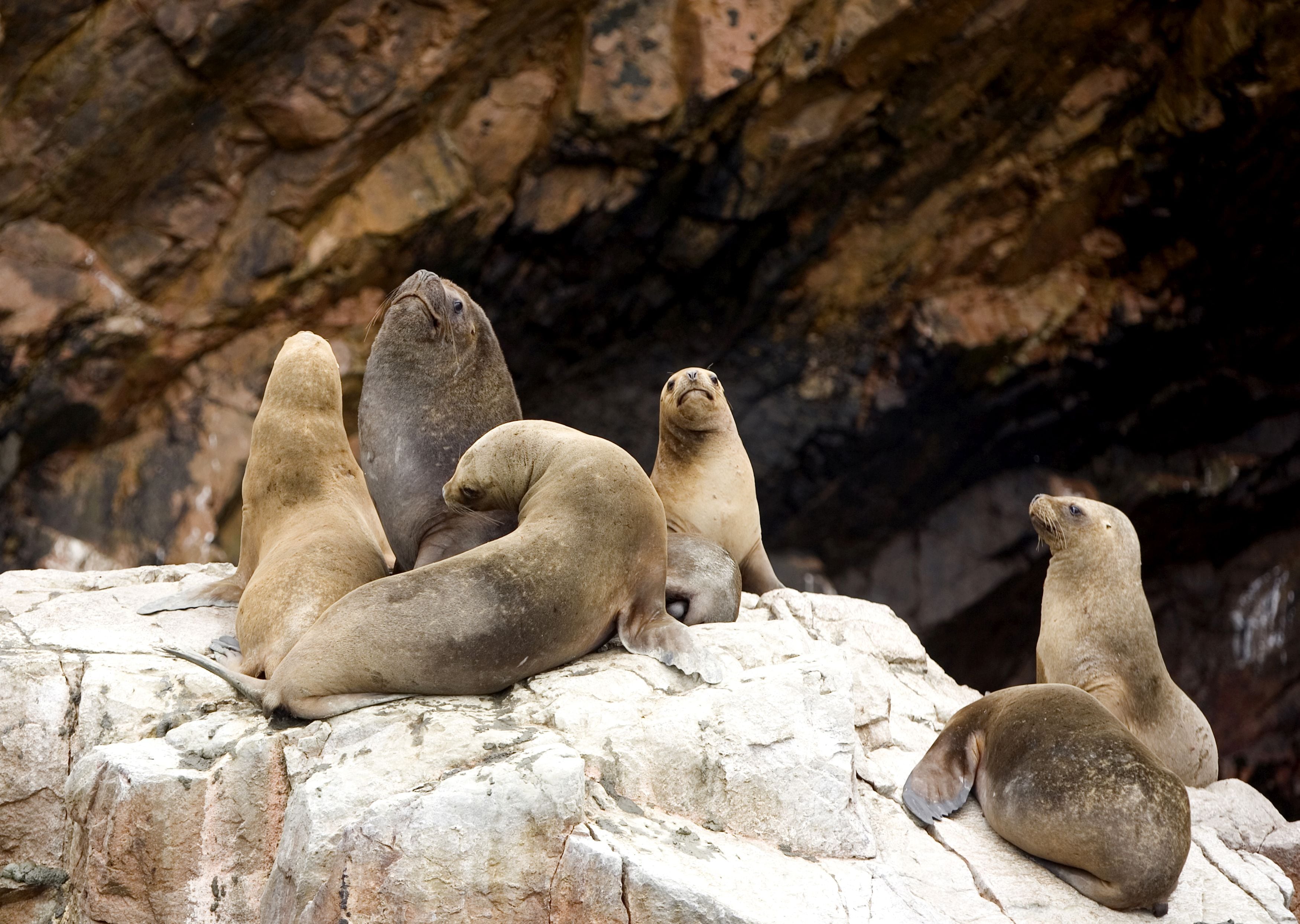 Lobos marinos en las Islas Ballestas. (Foto: Difusión)