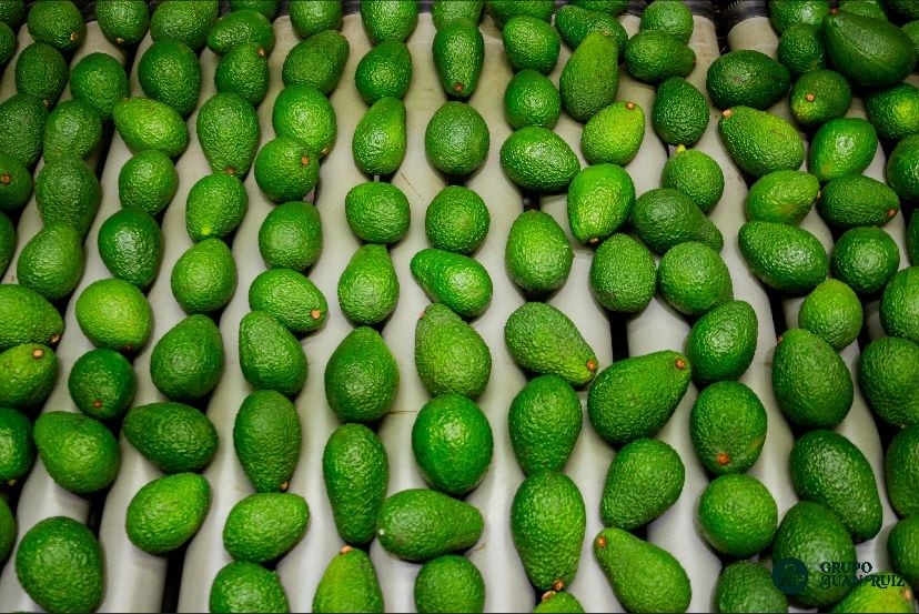 El portafolio del Grupo Juan Ruiz está compuesto principalmente por palta, que representa el 70% de sus exportaciones; seguida del mango, con un 25%, y la mandarina, con un 5%.