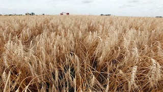 Brasil prueba trigo transgénico ante escasez de oferta global