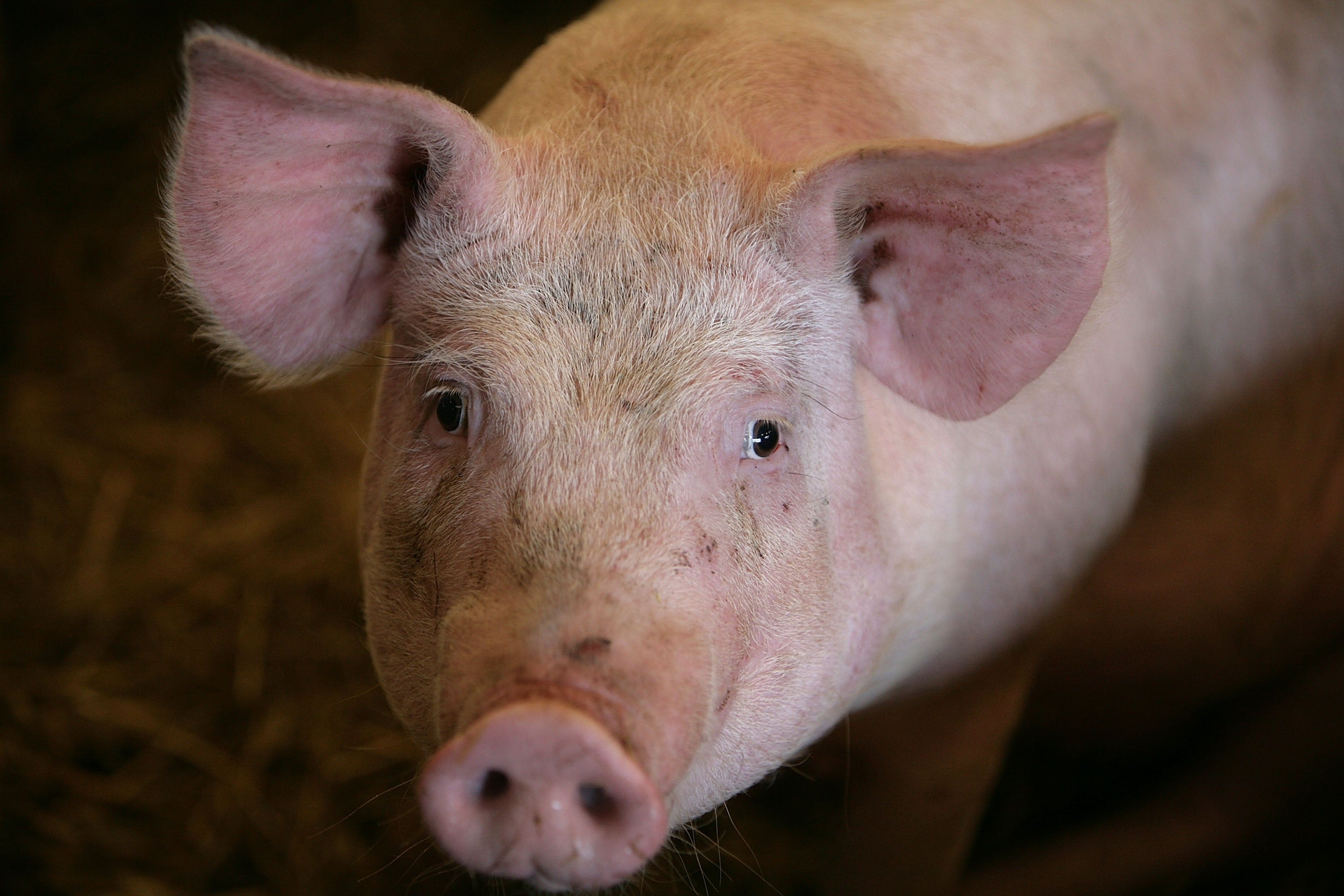 El Perú ha obtenido la autorización para exportar carne de cerdo y ave al mercado de Singapur, (Foto: Getty Images)
