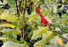 Midagri: exportación de café podría romper récord en ventas el 2025