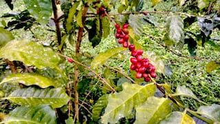 Café habría roto récord de ventas en el 2025: así se bebe esta taza