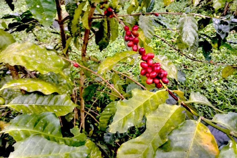 Exportación de café podría romper récord el 2025 según Midagri. Foto: Michelle Carrere