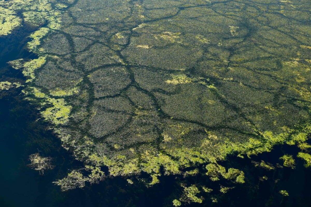En mucho casos, la llegada de especies invasoras es un accidente como en el mar Mediterráneo, lleno de peces y plantas no nativas, como el pez león y el alga asesina, que viajaron desde el Mar Rojo a través del Canal de Suez.(FOTO: Bloomberg))