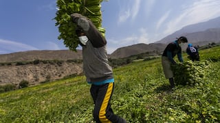 Gobierno crea “gabinete permanente” para fiscalizar medidas dadas al sector agrario