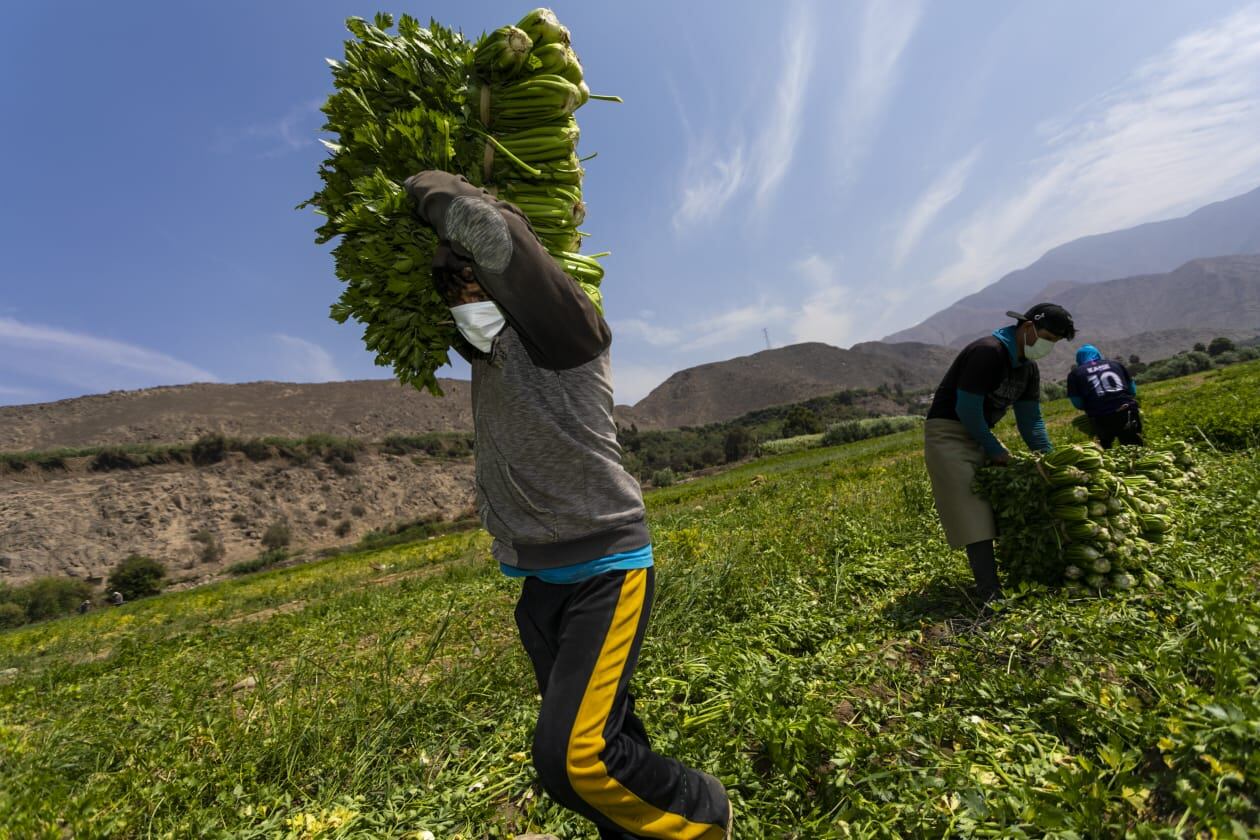 Publican norma que modifica Ley de Promoción y Desarrollo de la Agricultura Familiar