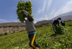 Publican norma que modifica Ley de Promoción y Desarrollo de la Agricultura Familiar
