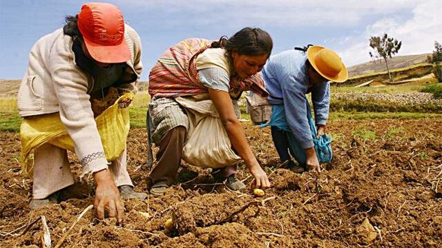 “Campaña agrícola comenzará sin fertilizantes”, advierte exviceministro Rómulo Antúnez