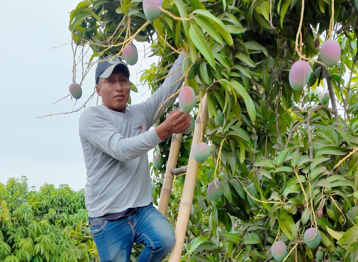 Cosecha de mango piurano.