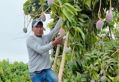 Piura y Suiza se unen en proyecto para elevar producción de mango: las metas en cifras