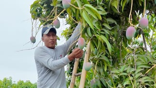 Piura y Suiza se unen en proyecto para elevar producción de mango: las metas en cifras