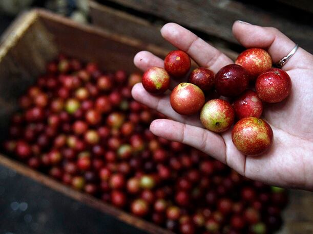 El camu camu está categorizado como un superfood ante los ojos del mundo. (Foto: Andina)