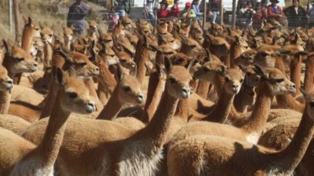Exportación de fibra de alpaca y vicuña creció, pero con precios más bajos