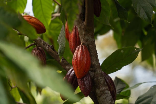 Exportación de cacao logró un récord a noviembre último (Fuente: iStock)
