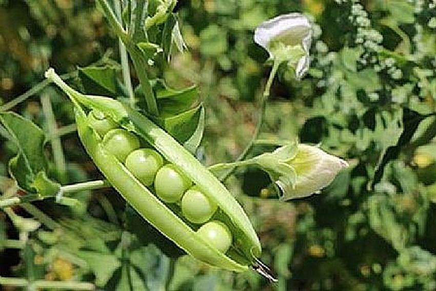 En 2025, el 56% de la superficie cultivada de FairFruit en Perú utilizó riego por goteo o aspersión, con un ahorro estimado de 300,000 m3 de agua frente al riego por inundación. (Foto: Archivo)