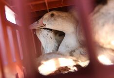 Argentina suma ocho casos de gripe aviar y controla el circuito comercial