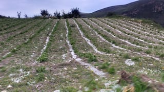 Gobierno activó Seguro Agrícola Catastrófico por heladas en Yauyos