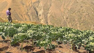 INEI: Producción agrícola cayó 3.73% en junio, su segundo retroceso en el año