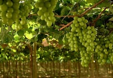 Uvas peruanas rumbo a EE.UU. y Europa: se reabre espacio tras saturación en mercados clave