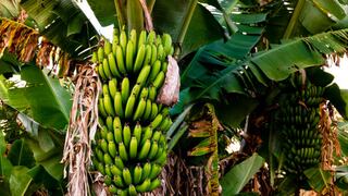 Bananeros bolivianos preocupados por baja en precios y venta