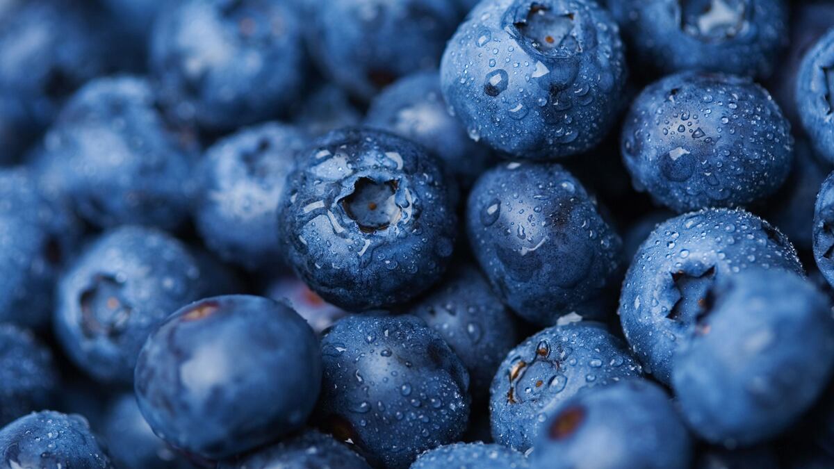 FEN replantea proyecciones de arándano peruano: esta seria la situación del berrie en Europa