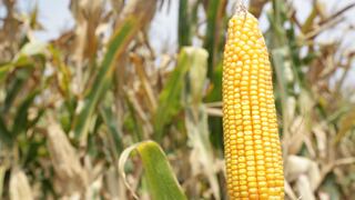 Cotización del maíz y trigo sigue subiendo por fuerte demanda y clima desfavorable en el mundo