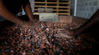 Agricultores de cacao empiezan a dejar sus cultivos ante exigencias de la Unión Europea