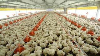 Norte chico será piloto para la exportación de pollo a EE.UU.