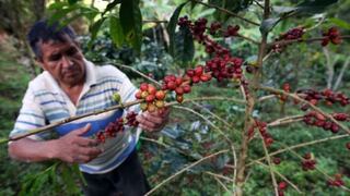 Productores de café perderán S/. 400 millones por caída de cosecha en 23%