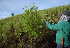 Perú sumó 15,000 hectáreas nuevas de hoja de coca en un año