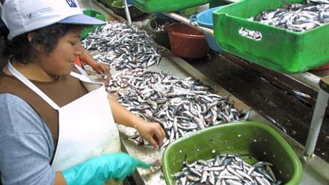 Luis Icochea: Imarpe está en desacuerdo con el decreto sobre la pesca de anchoveta