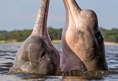 Tráfico ilegal de partes de delfines impulsa la mortalidad de especies amazónicas